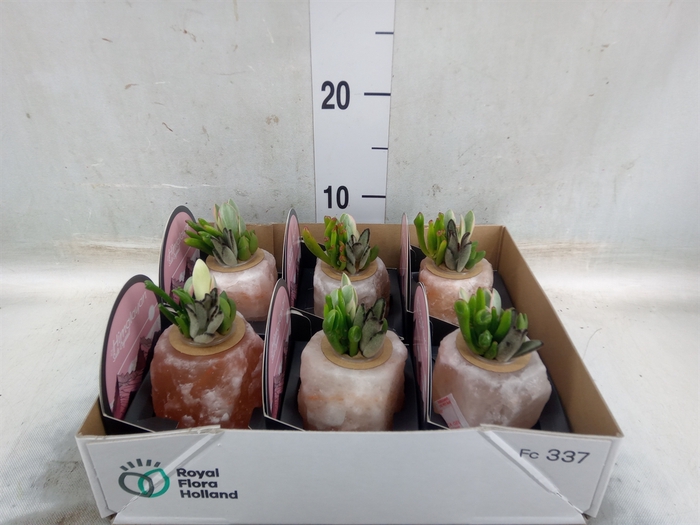 <h4>Arr.  Succulents L%</h4>