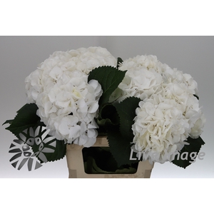 Hydrangea schneeball