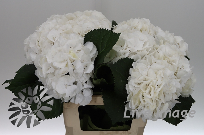 <h4>Hydrangea schneeball</h4>
