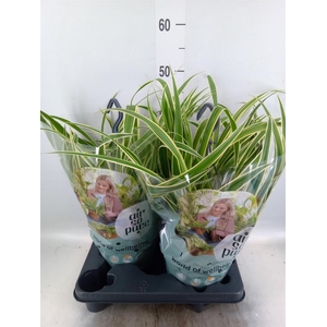 Chlorophytum com. 'Vittatum'