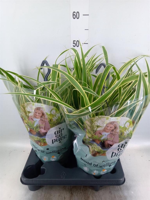 <h4>Chlorophytum com. 'Vittatum'</h4>