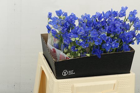 <h4>DELPH EN FASHION BLU</h4>
