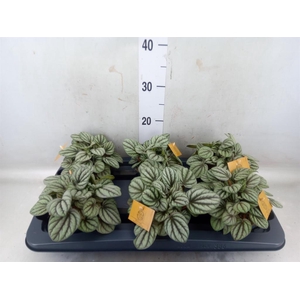 Peperomia
