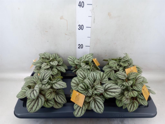 <h4>Peperomia</h4>