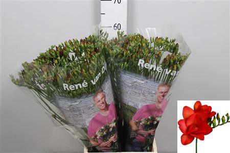 <h4>Fr Du Fuego</h4>