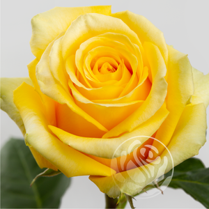 R GR HIGH & EXOTIC Welyflor