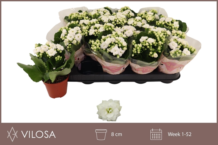 <h4>KAL GE WHITES WHITE</h4>