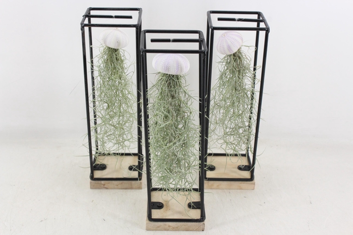 <h4>arr3 CP - Ijzer frame hang schelp</h4>
