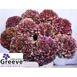 Hydr Mag Ruby Glow Classic Greeve