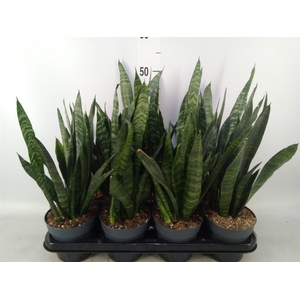 Sansevieria trifa. 'Black Coral'