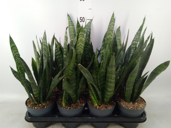 <h4>Sansevieria trifa. 'Black Coral'</h4>