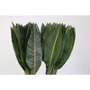 Strelitzia Reginae Leaves