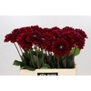 Dahlia Red Runner