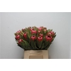 Protea 'Brenda'