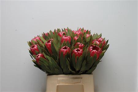 <h4>Protea 'Brenda'</h4>