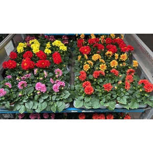 DAHLIA MIXK 5 KL