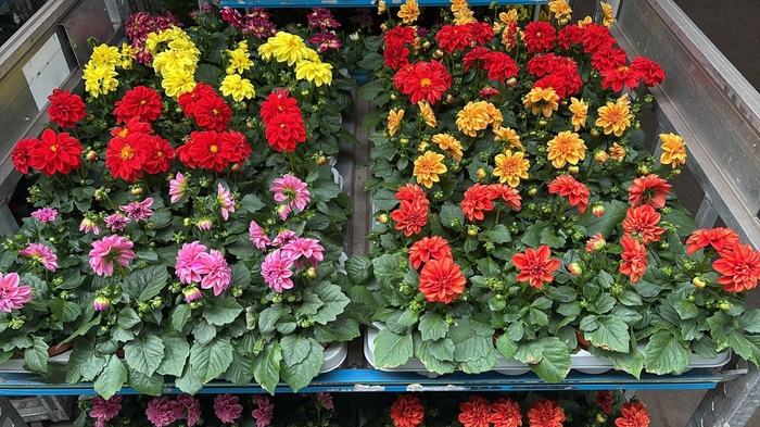 <h4>DAHLIA MIXK 5 KL</h4>