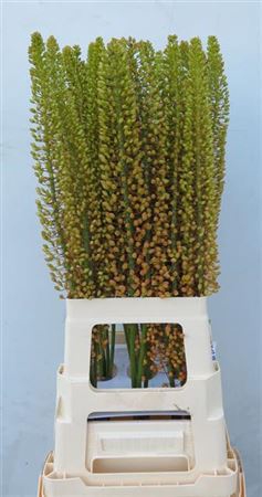 Eremurus Emmy Ro