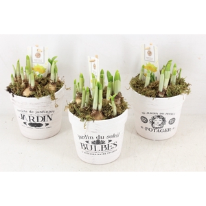 arr4 Narcis FL - Classic garden pot