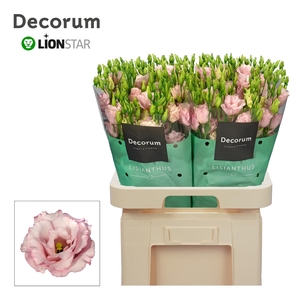 EUS G LISANNE L PINK