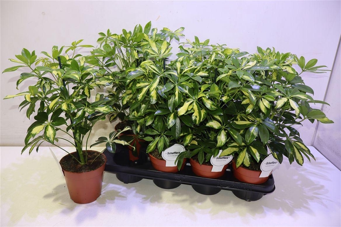 <h4>arr8 Schef Ar Gerda</h4>