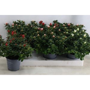 RHODO SI GEM