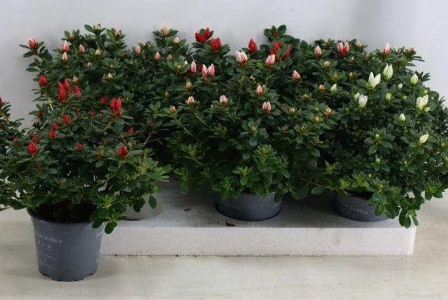 <h4>RHODO SI GEM</h4>