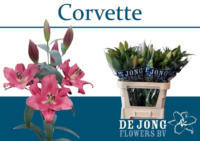<h4>LI OT CORVETTE 3+</h4>