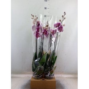 Phalaenopsis   ...