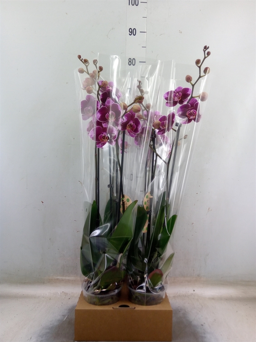 <h4>Phalaenopsis   ...</h4>