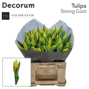 Tulipa si strong gold