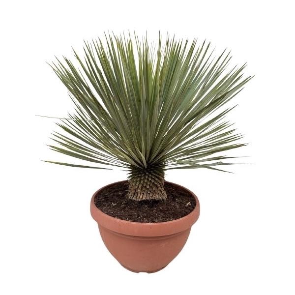 <h4>Yucca rostrata P40 schaal</h4>
