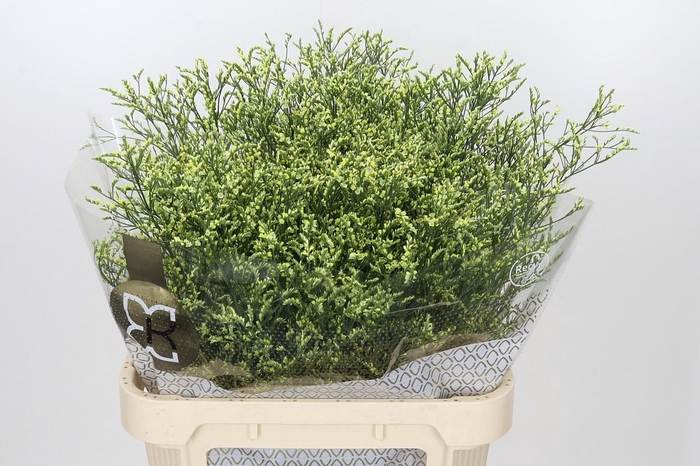 <h4>Limonium sinensis China Lemon</h4>