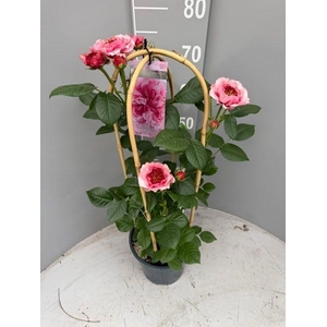 ROSA FL PEARL SELECT