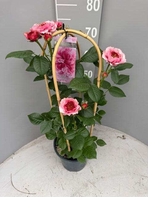 <h4>ROSA FL PEARL SELECT</h4>