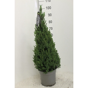 Picea glauca 'Perfecta'