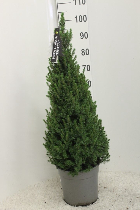 <h4>Picea glauca 'Perfecta'</h4>