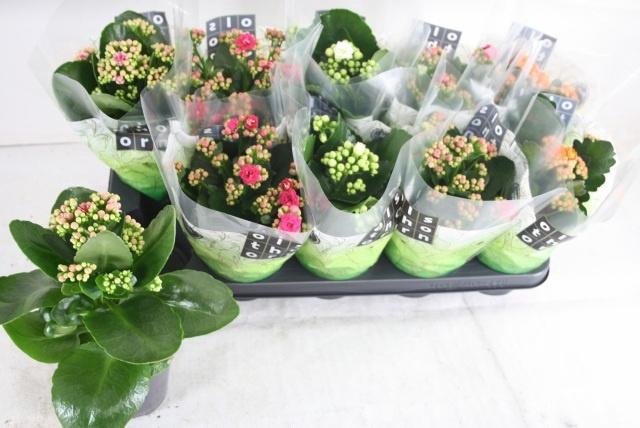 <h4>KAL GE GEM 4 KL</h4>