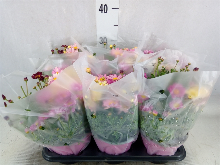 <h4>Argyranthemum   ...</h4>