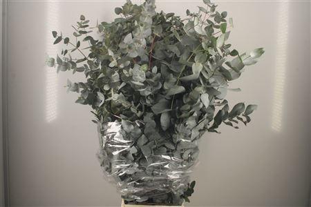 <h4>Euc Cinerea Per Bunch Long 100cm</h4>