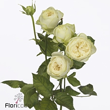 Rosa spray ayala!