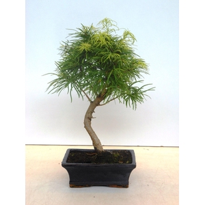 pseudolarix amabilis 20 cm shape, without driptray