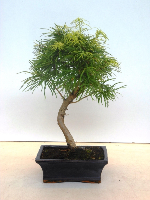 <h4>pseudolarix amabilis 20 cm shape, without driptray</h4>