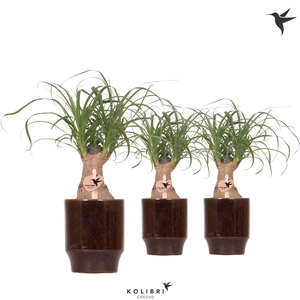 Kolibri Greens Beaucarnea in Classy pot brown