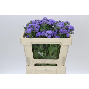Ageratum Blue Planet