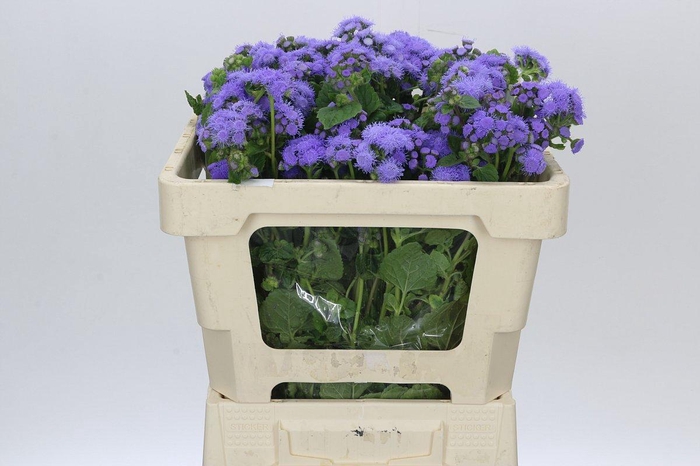 <h4>Ageratum Blue Planet</h4>