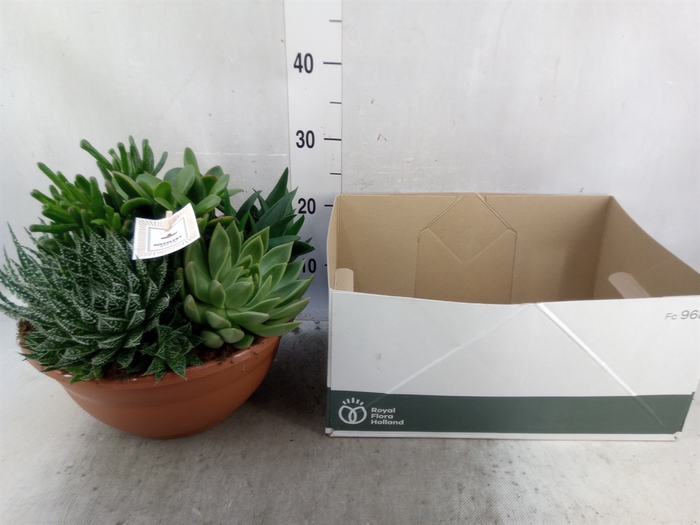 <h4>Arr.  Succulents L%</h4>