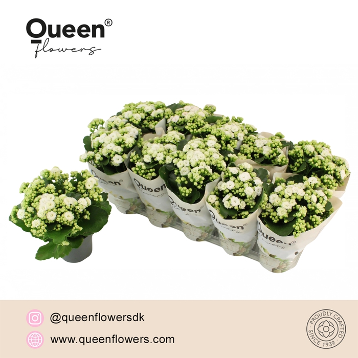 <h4>Kalanchoe Greta P12 Queen</h4>
