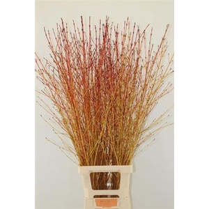T Cornus Sa Winter Bea 120cm