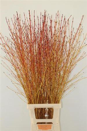 <h4>T Cornus Sa Winter Bea 120cm</h4>